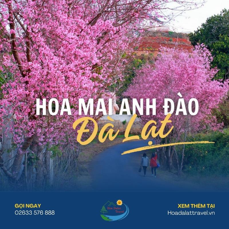 Mai Anh Đào, loài hoa anh đào đặc trưng của Việt Nam, có nguồn gốc và lịch sử gắn liền với vùng đất Đà Lạt mộng mơ.